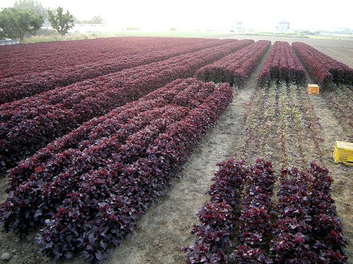 梅づくり16紫蘇畑